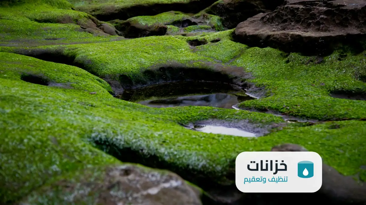 شركة تنظيف خزانات حي القدس الرياض