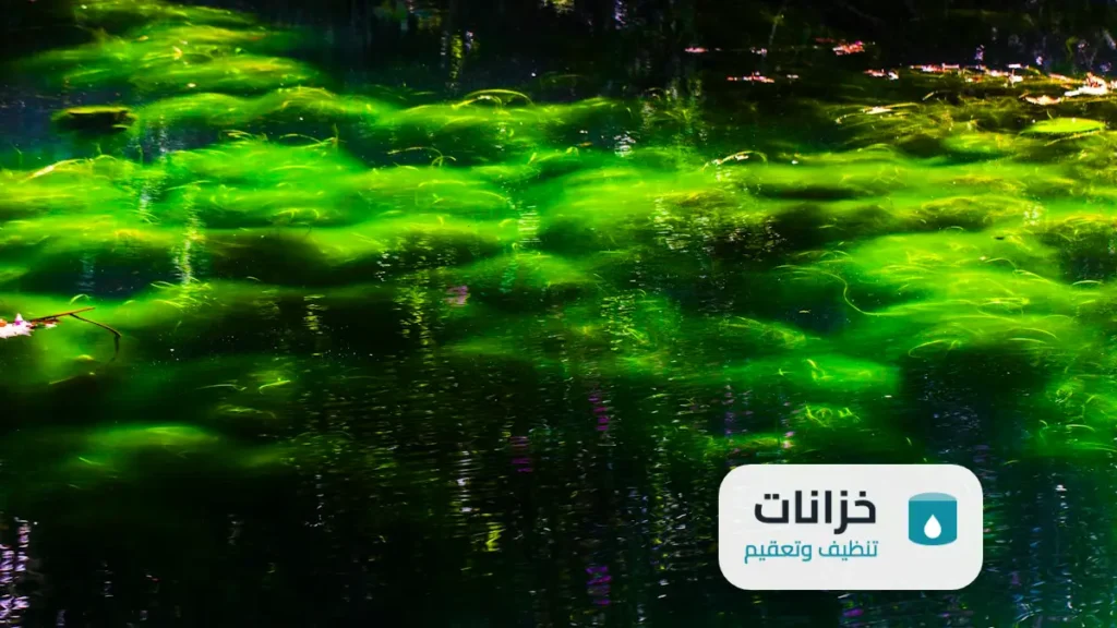 طريقة تنظيف خزان الماء من الطحالب